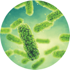 baktériumok